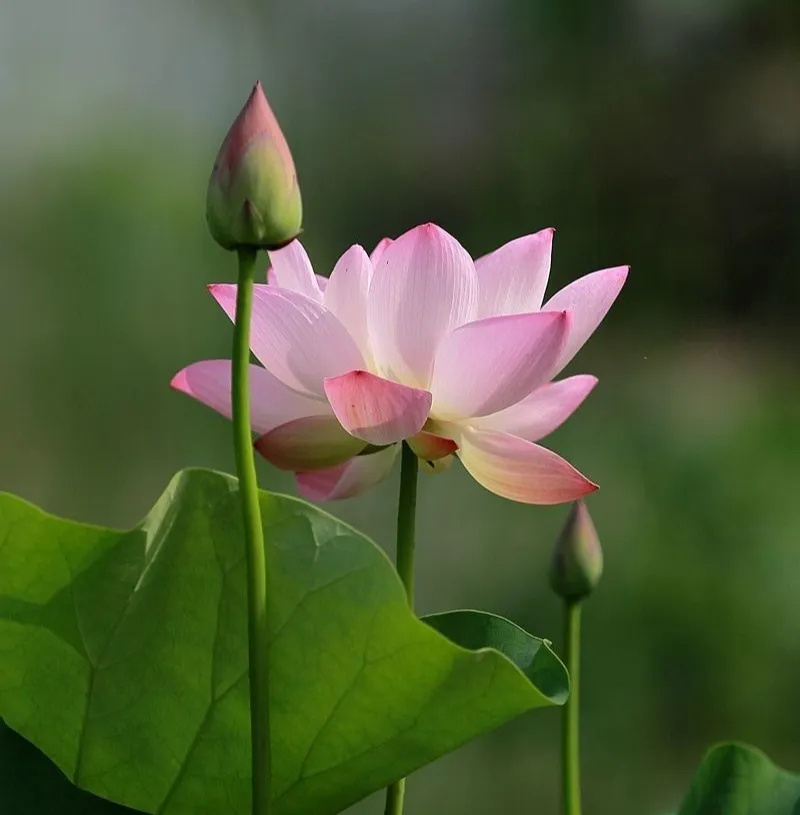 折一朵荷花，留住夏天的绚丽——星源学校美术课堂之荷花手工